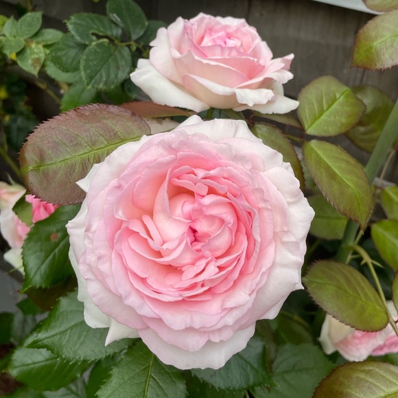 Meet your Posher - Picture 1 of 1